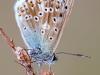 SilbergrÃ¼ner BlÃ¤uling (Polyommatus coridon)