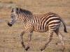 Steppenzebra (Equus quagga)