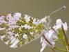 Aurorafalter (Anthocharis cardamines)