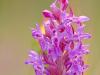 Fleischfarbenes Knabenkraut (Dactylorhiza incarnata)