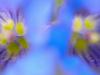 Alpen-Enzian (Gentiana alpina)