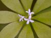 Waldmeister (Galium odoratum)