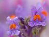 Alpen-Leinkraut (Linaria alpina)