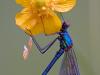GebÃ¤nderte Prachtlibelle (Calopteryx splendens)