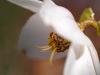 Schneerose oder Christrose (Helleborus niger)