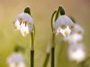 FrÃ¼hlings-Knotenblume (Leucojum vernum)