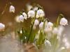 FrÃ¼hlings-Knotenblume (Leucojum vernum)