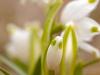 FrÃ¼hlings-Knotenblume (Leucojum vernum)