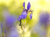 Sibirische Schwertlilie (Iris sibirica)