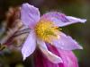 GewÃ¶hnliche Kuhschelle (Pulsatilla vulgaris)