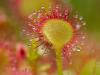 RundblÃ¤ttriger Sonnentau (Drosera rotundifolia),