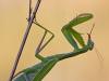 EuropÃ¤ische Gottesanbeterin (Mantis religiosa), Weibchen