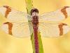 GebÃ¤nderte Heidelibelle (Sympetrum pedemontanum)