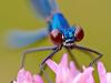 GebÃ¤nderte Prachtlibelle (Calopteryx splendens)