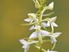 ZweiblÃ¤ttrige Waldhyazinthe (Platanthera bifolia)