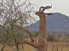 Giraffengazelle (Litocranius walleri)