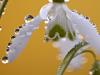 SchneeglÃ¶ckchen (Galanthus nivalis)