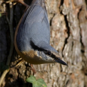 Vögel