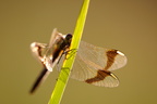 20100905192853 jl100497