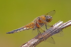 20110605142434 jl110281