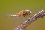 20110605143458 jl110282