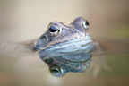 Moorfrosch (Rana arvalis)