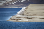Walrosse, Svalbard