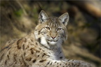 Eurasischer Luchs/Lynx lynx