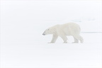 Polarbär, Svalbard