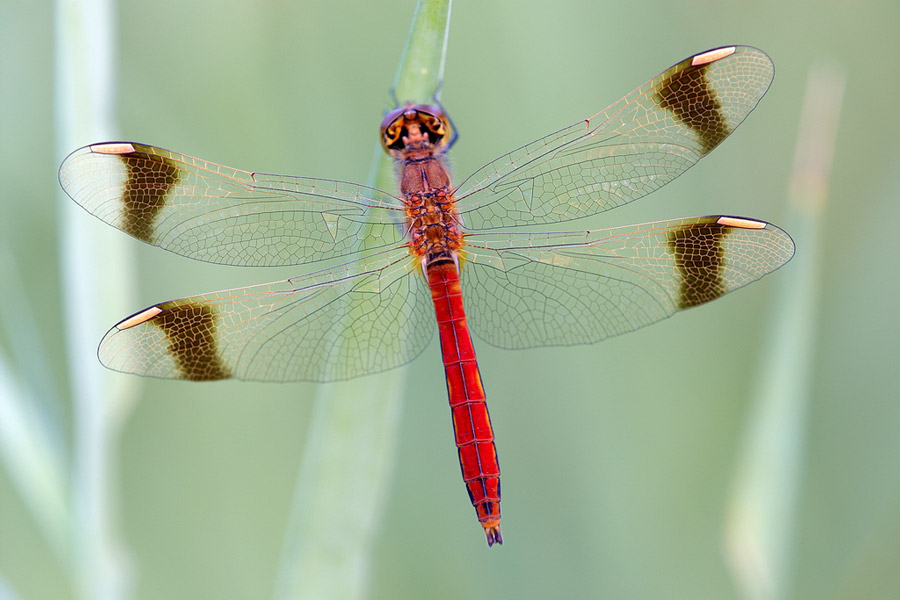 20091029195130_libelle_1.jpg