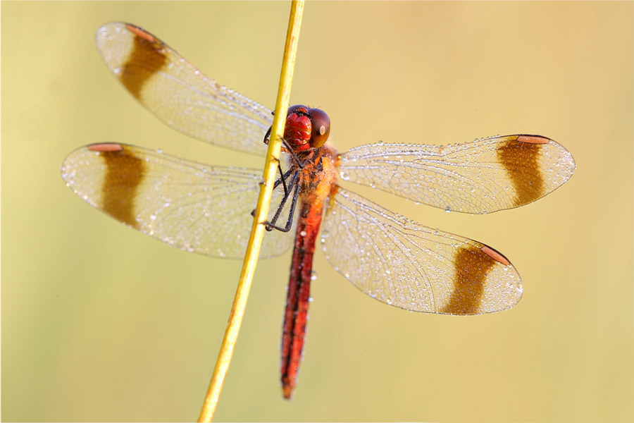 20091029195207_libelle_2.jpg