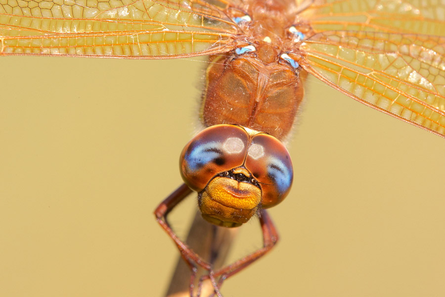 20091029195357_libelle_6.jpg