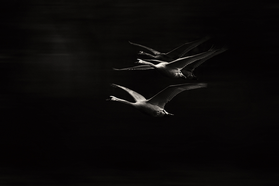 20121230220452_jl121371swklein.jpg